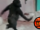 Ballet Gorilla