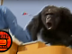 Escaped Chimp