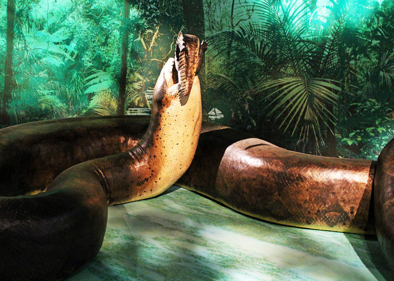 largest anaconda ever titanoboa